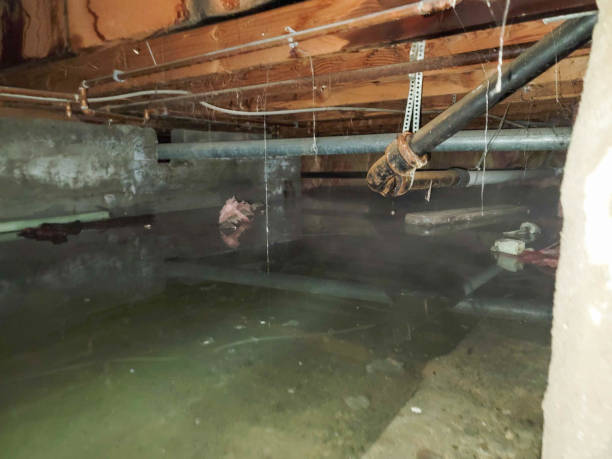 Best Basement water damage restoration  in Oakland, TN